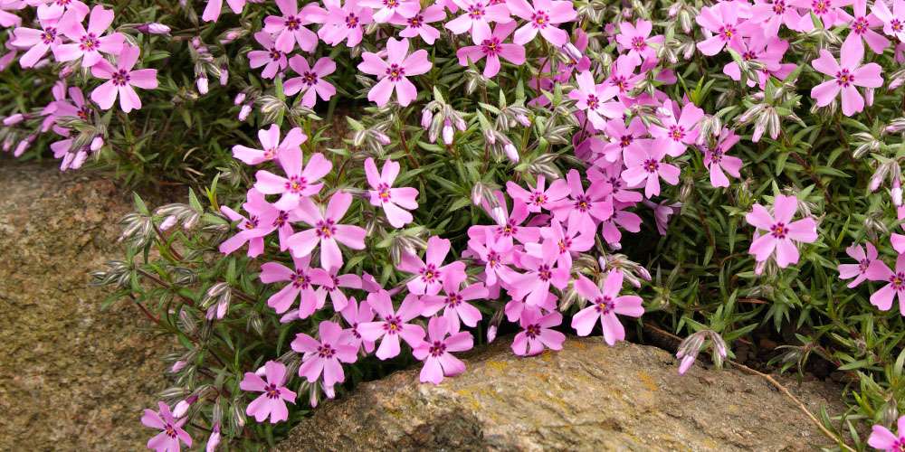 10 Beautiful Ground Cover Plants for a Healthy and Visually Appealing Garden 10 Beautiful Ground Cover Plants for a Healthy and Visually Appealing Garden