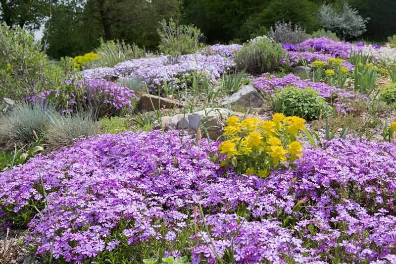 10 Beautiful Ground Cover Plants for a Healthy and Visually Appealing ...