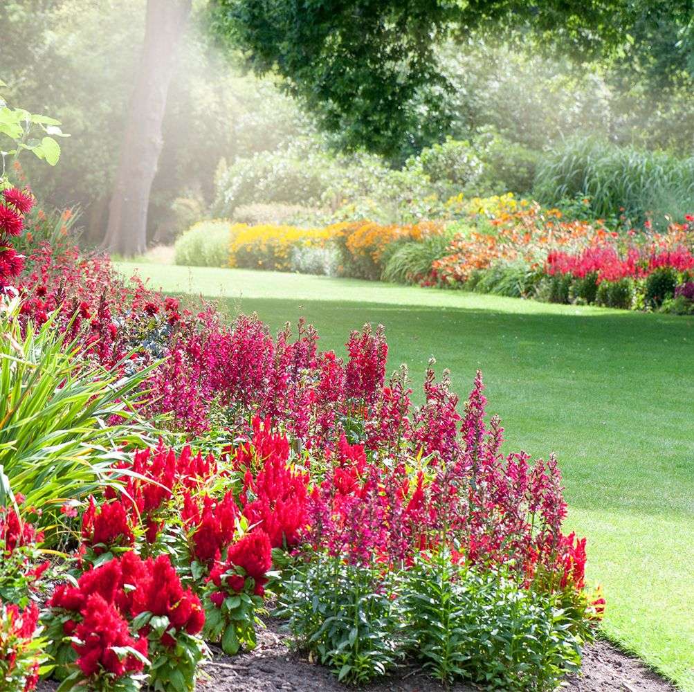 10 Beautiful Ground Cover Plants for a Healthy and Visually Appealing Garden 10 Beautiful Ground Cover Plants for a Healthy and Visually Appealing Garden