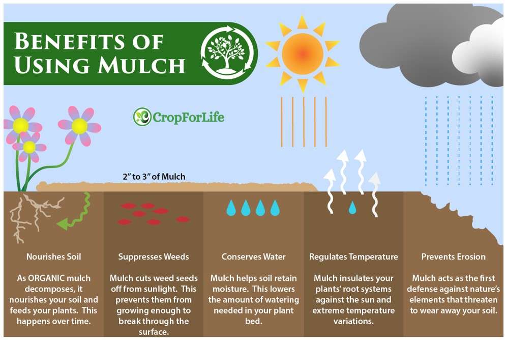 Advantages and disadvantages of mulching Advantages and disadvantages of mulching