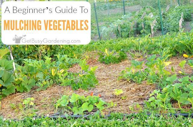Benefits of Mulching in Vegetable Gardens