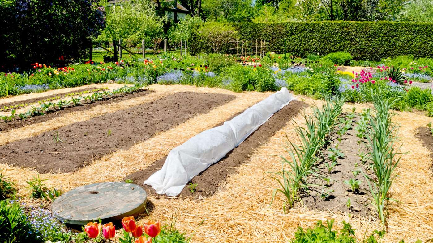 Benefits of Mulching in Vegetable Gardens