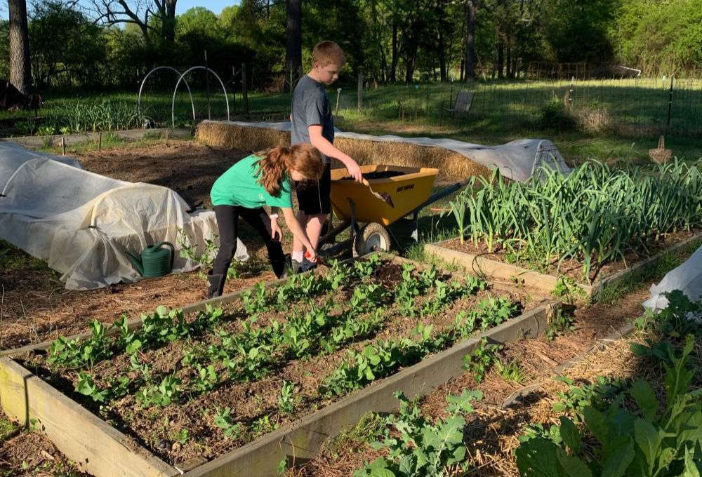 Benefits of Mulching in Vegetable Gardens