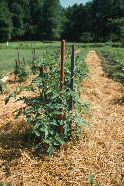 Benefits of using mulch for tomato plants Benefits of using mulch for tomato plants