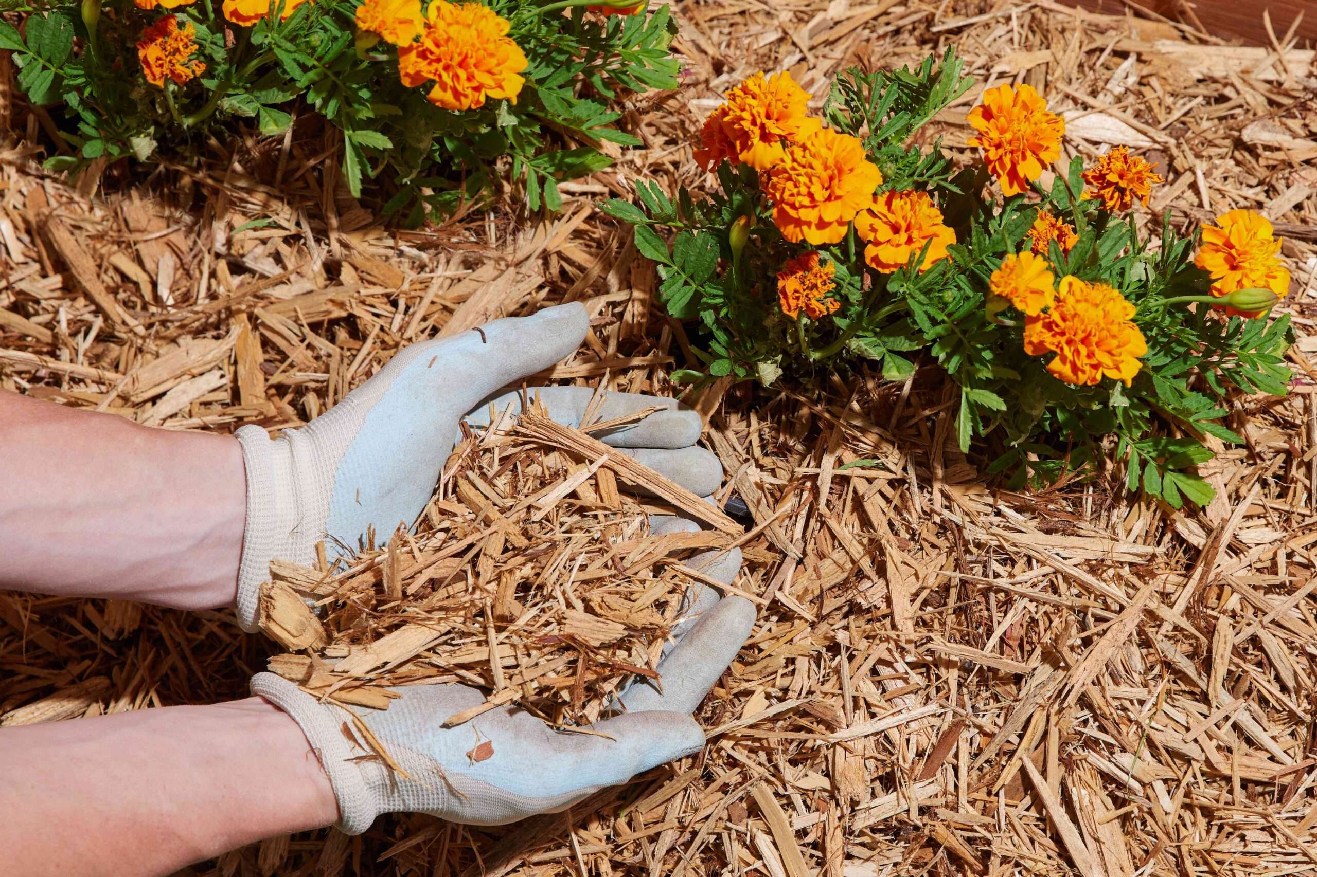Best Mulch For Wet Areas (Top 3 Mulches) Best Mulch For Wet Areas (Top 3 Mulches)