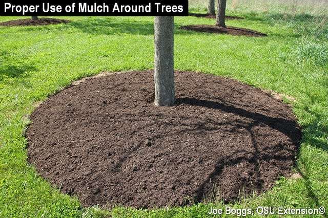 Best Mulch For Wet Areas (Top 3 Mulches) Best Mulch For Wet Areas (Top 3 Mulches)
