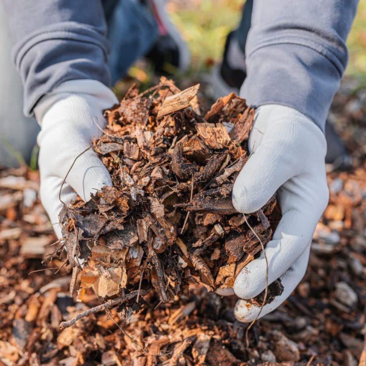 Best Mulch For Wet Areas (Top 3 Mulches) - OffGridHarmony