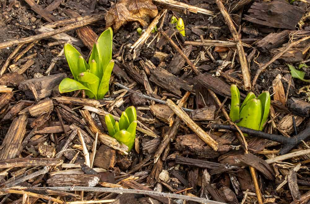 Can Perennials Grow Through Mulch? Can Perennials Grow Through Mulch?
