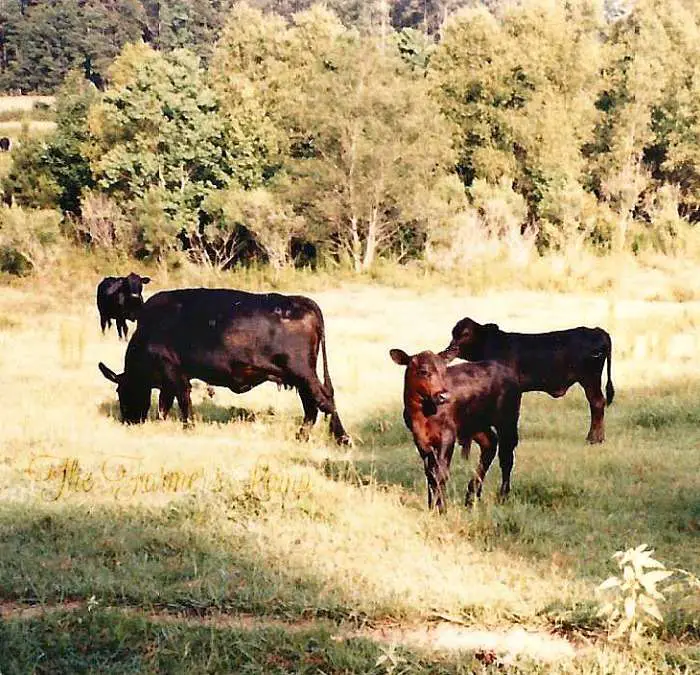 Choosing The Right Livestock For A Small Homestead Is Important For ...