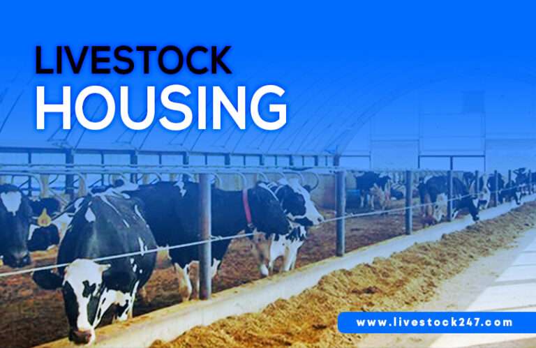 Choosing the right livestock for a small homestead is important for ...