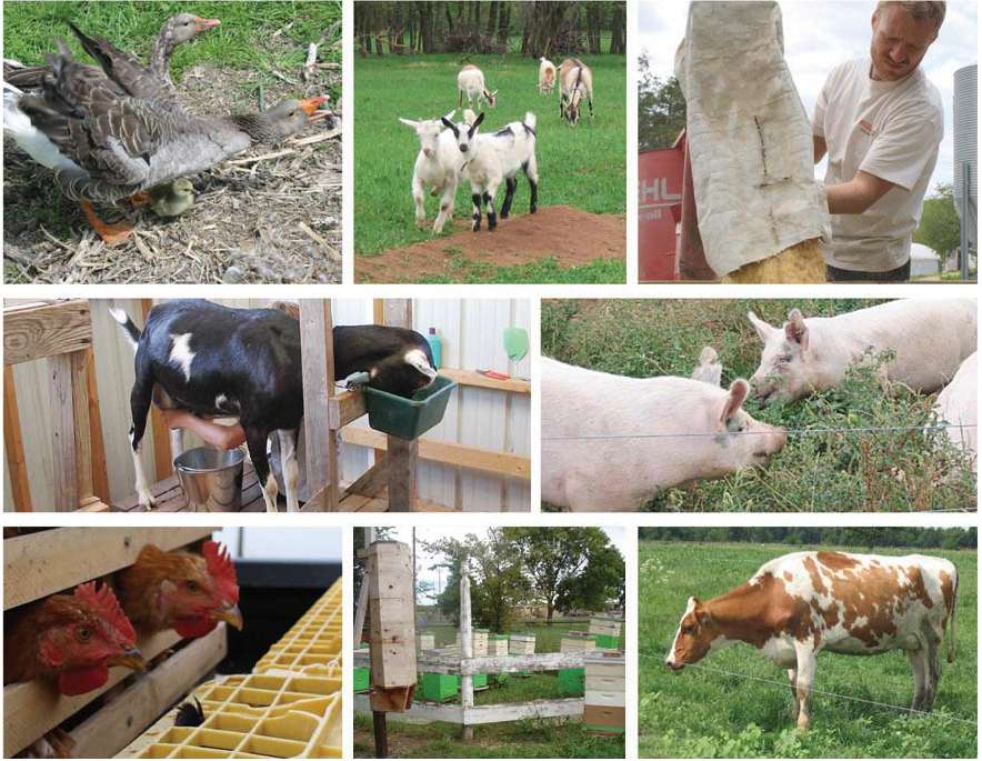 Choosing the right livestock for a small homestead is important for sustainable and efficient animal husbandry. Choosing the right livestock for a small homestead is important for sustainable and efficient animal husbandry.