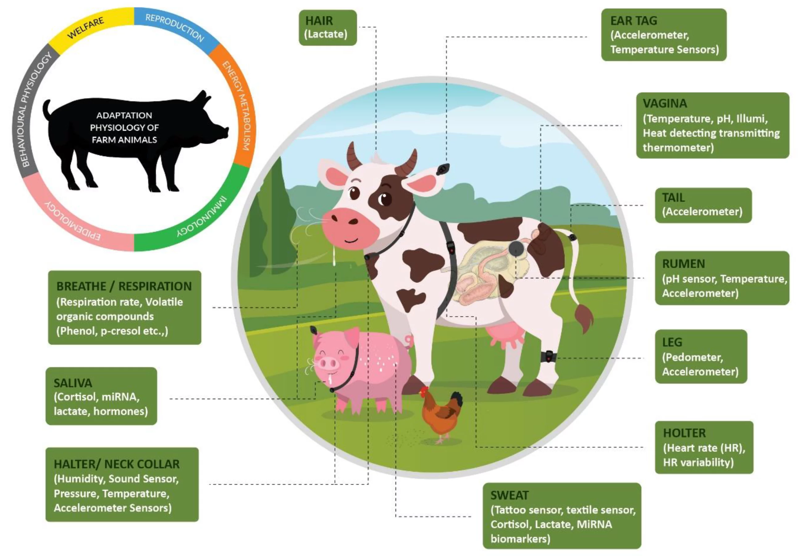 Choosing the right livestock for a small homestead is important for sustainable and efficient animal husbandry. Choosing the right livestock for a small homestead is important for sustainable and efficient animal husbandry.
