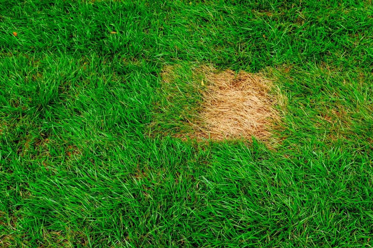 Common Causes of Bare Spots in Well-Maintained Lawns Common Causes of Bare Spots in Well-Maintained Lawns