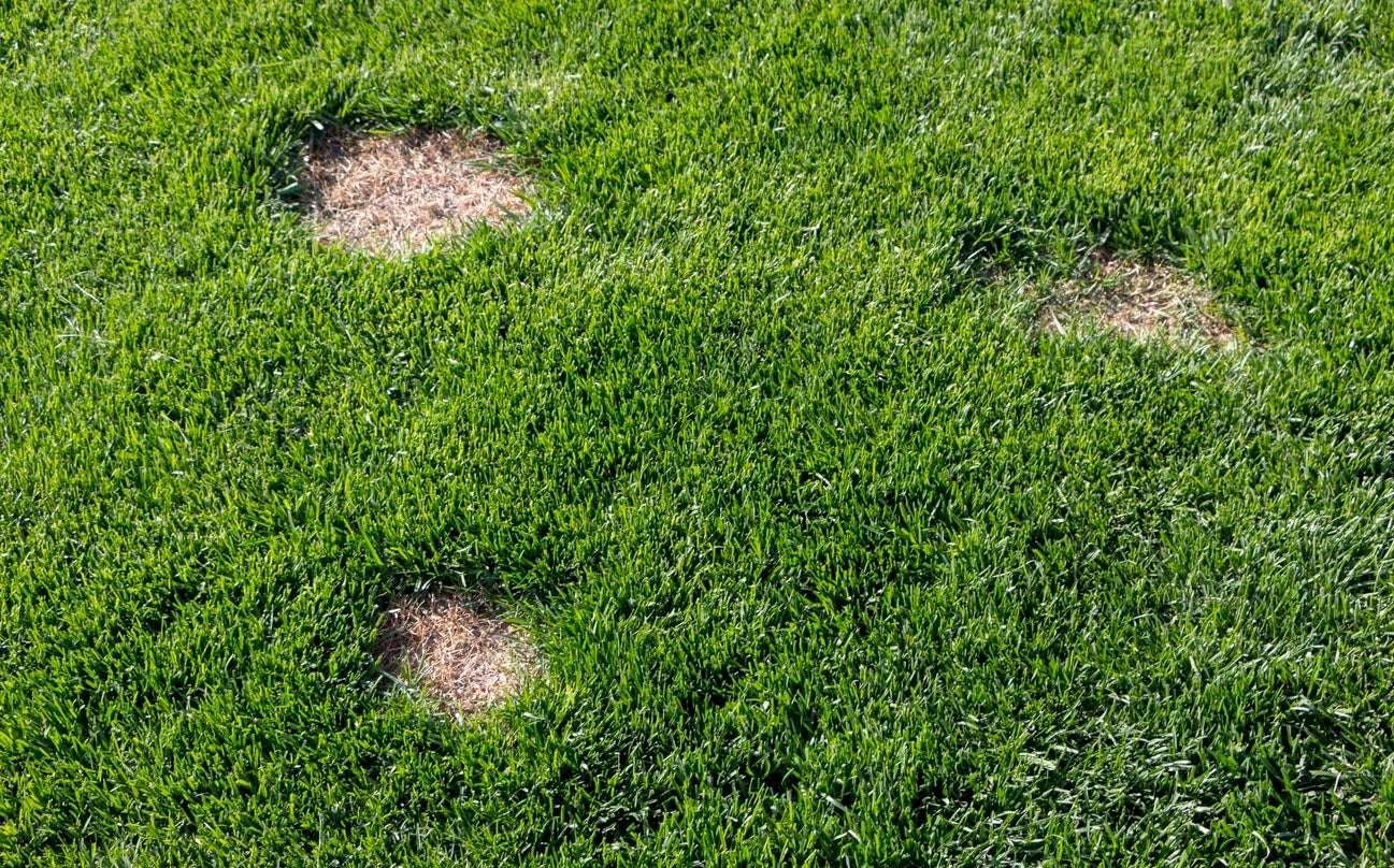 Common Causes of Bare Spots in Well-Maintained Lawns Common Causes of Bare Spots in Well-Maintained Lawns