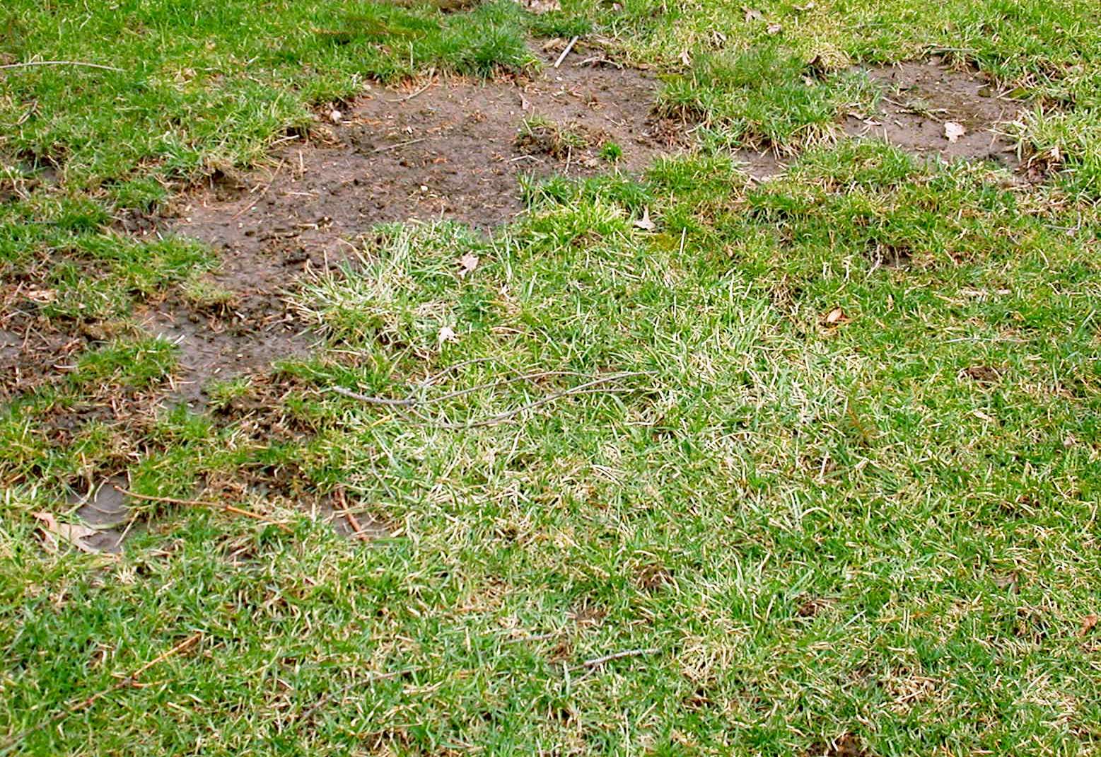 Common Causes of Bare Spots in Well-Maintained Lawns Common Causes of Bare Spots in Well-Maintained Lawns