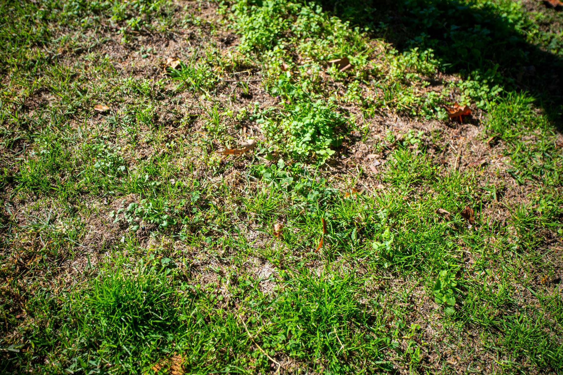 Common Causes of Bare Spots in Well-Maintained Lawns Common Causes of Bare Spots in Well-Maintained Lawns