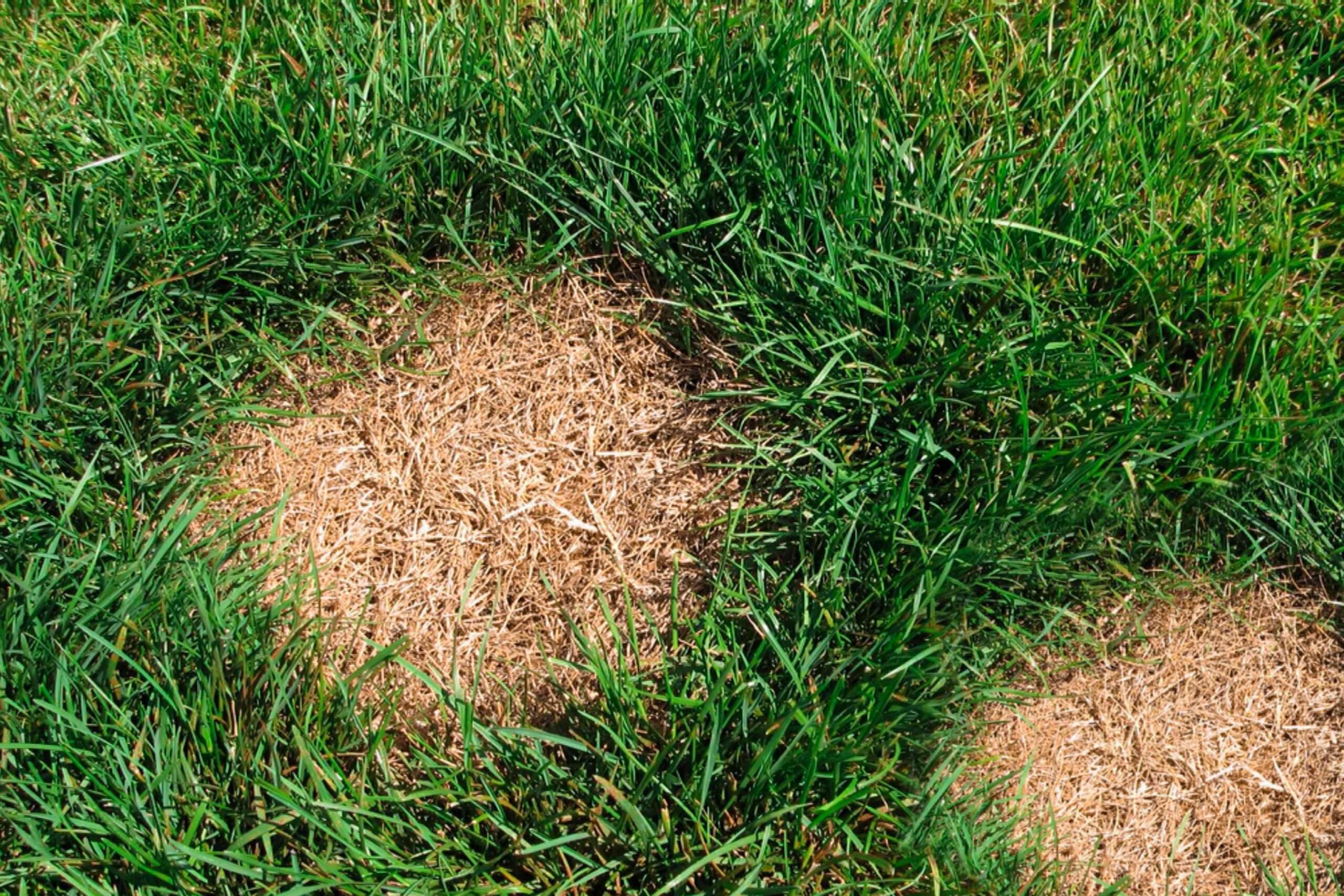 Common Causes of Bare Spots in Well-Maintained Lawns Common Causes of Bare Spots in Well-Maintained Lawns