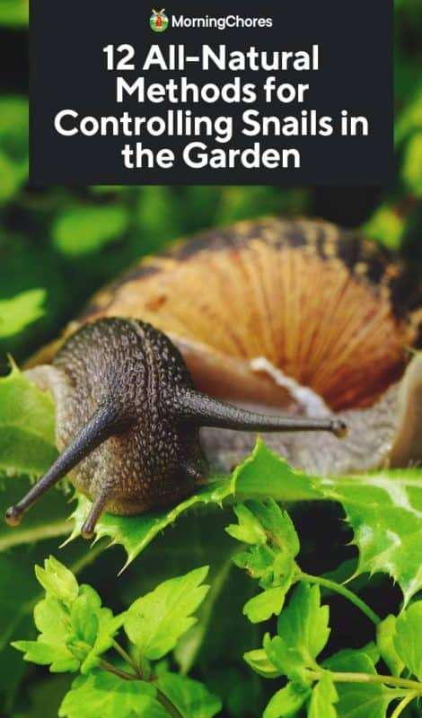 Effective Methods for Controlling Slugs and Snails in Gardens