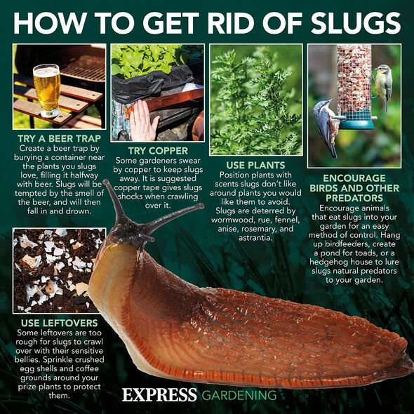 Effective Methods for Controlling Slugs and Snails in Gardens
