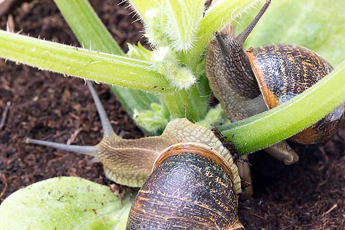 Effective Methods for Controlling Slugs and Snails in Gardens