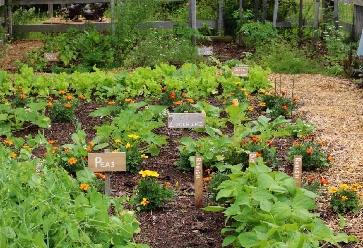 Flowers in a Vegetable Garden: Enhancing Visual Appeal and Creating a Diverse Ecosystem