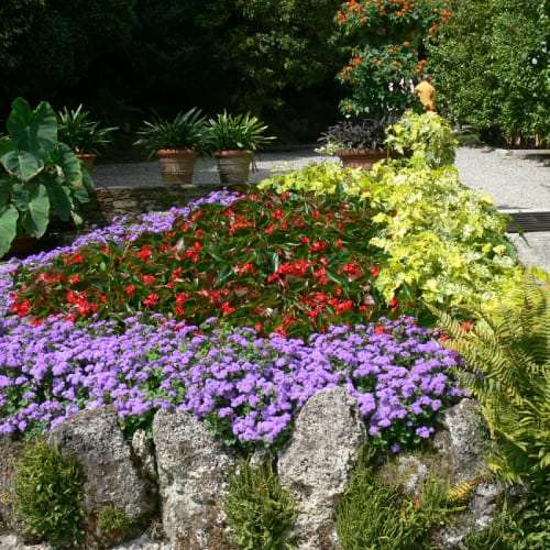 Flowers in a Vegetable Garden: Enhancing Visual Appeal and Creating a Diverse Ecosystem