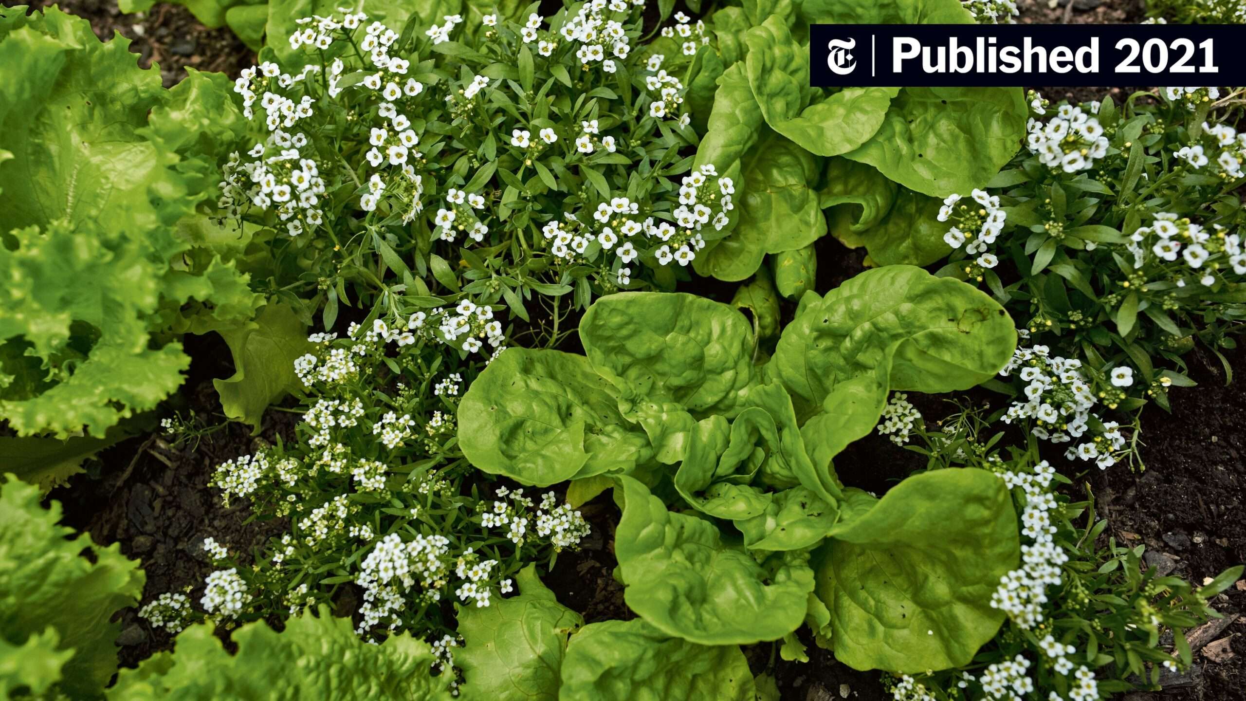 Flowers in a Vegetable Garden: Enhancing Visual Appeal and Creating a Diverse Ecosystem