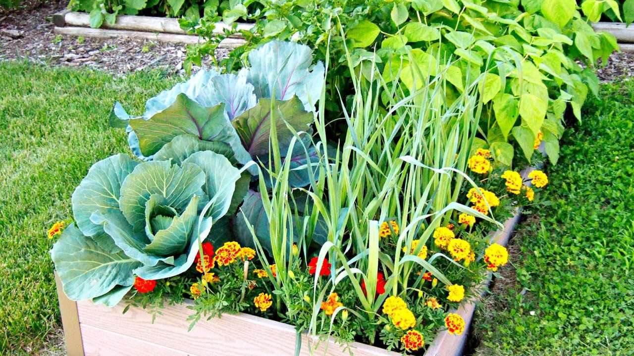 Flowers in a Vegetable Garden: Enhancing Visual Appeal and Creating a Diverse Ecosystem