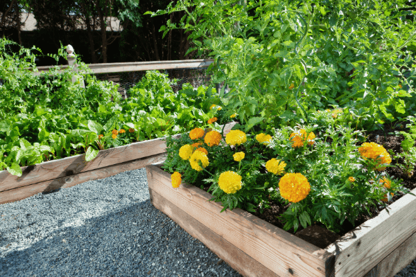 Flowers in a Vegetable Garden: Enhancing Visual Appeal and Creating a Diverse Ecosystem
