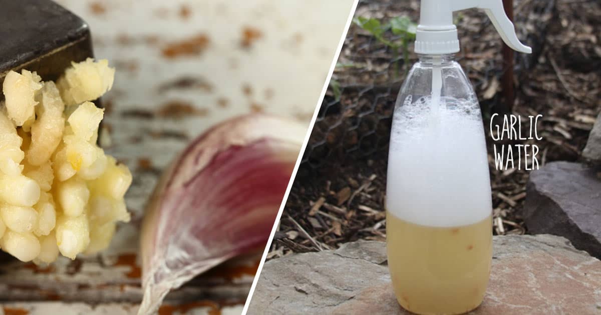 Garlic: An Eco-Friendly Pesticide for Effective Pest Repellent Garlic: An Eco-Friendly Pesticide for Effective Pest Repellent