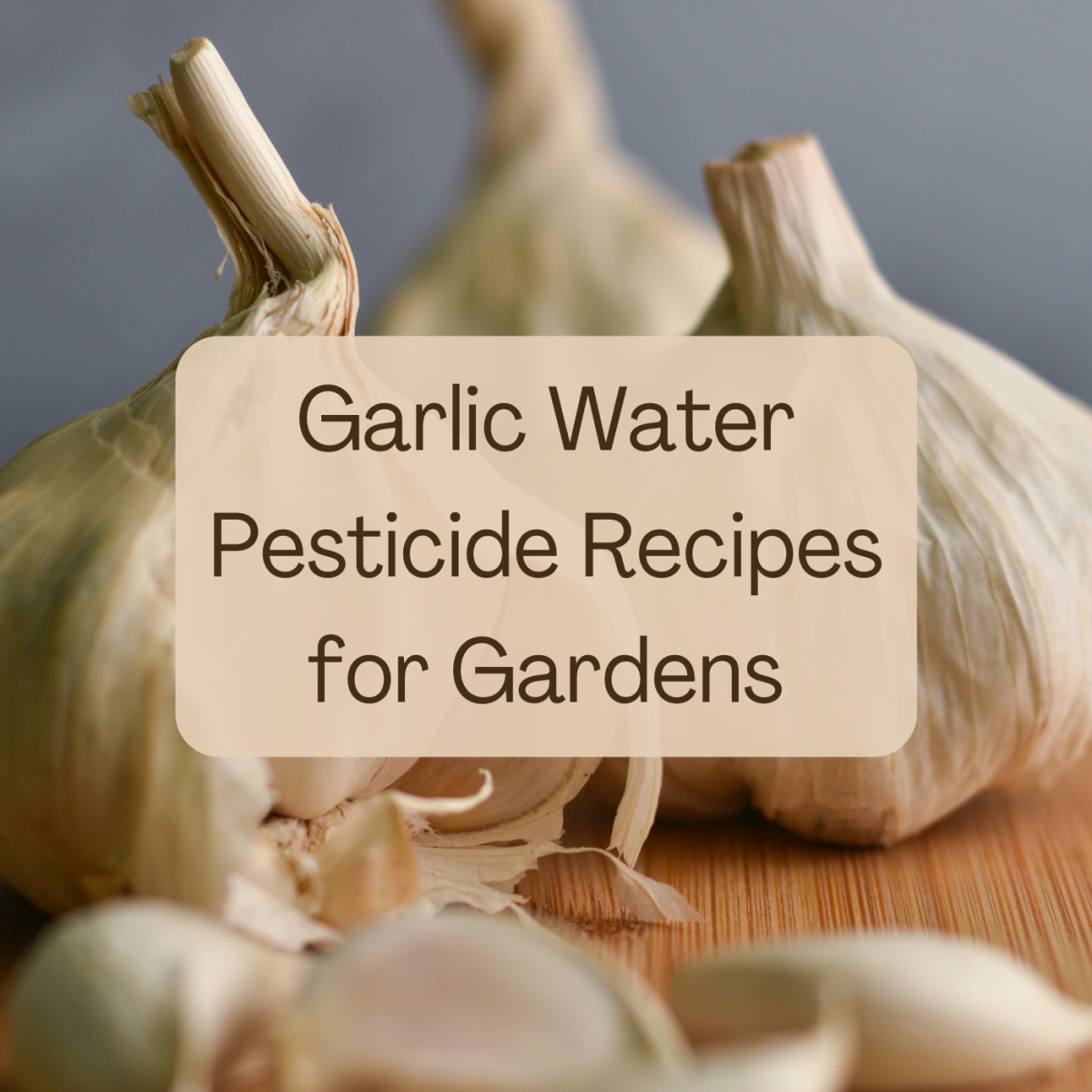Garlic An EcoFriendly Pesticide for Effective Pest Repellent