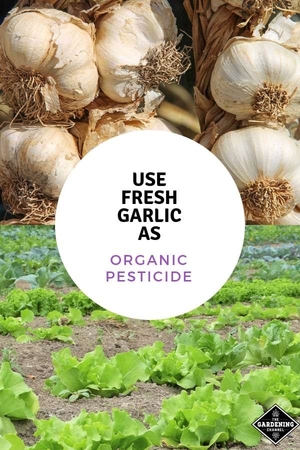 Garlic: An Eco-Friendly Pesticide for Effective Pest Repellent Garlic: An Eco-Friendly Pesticide for Effective Pest Repellent