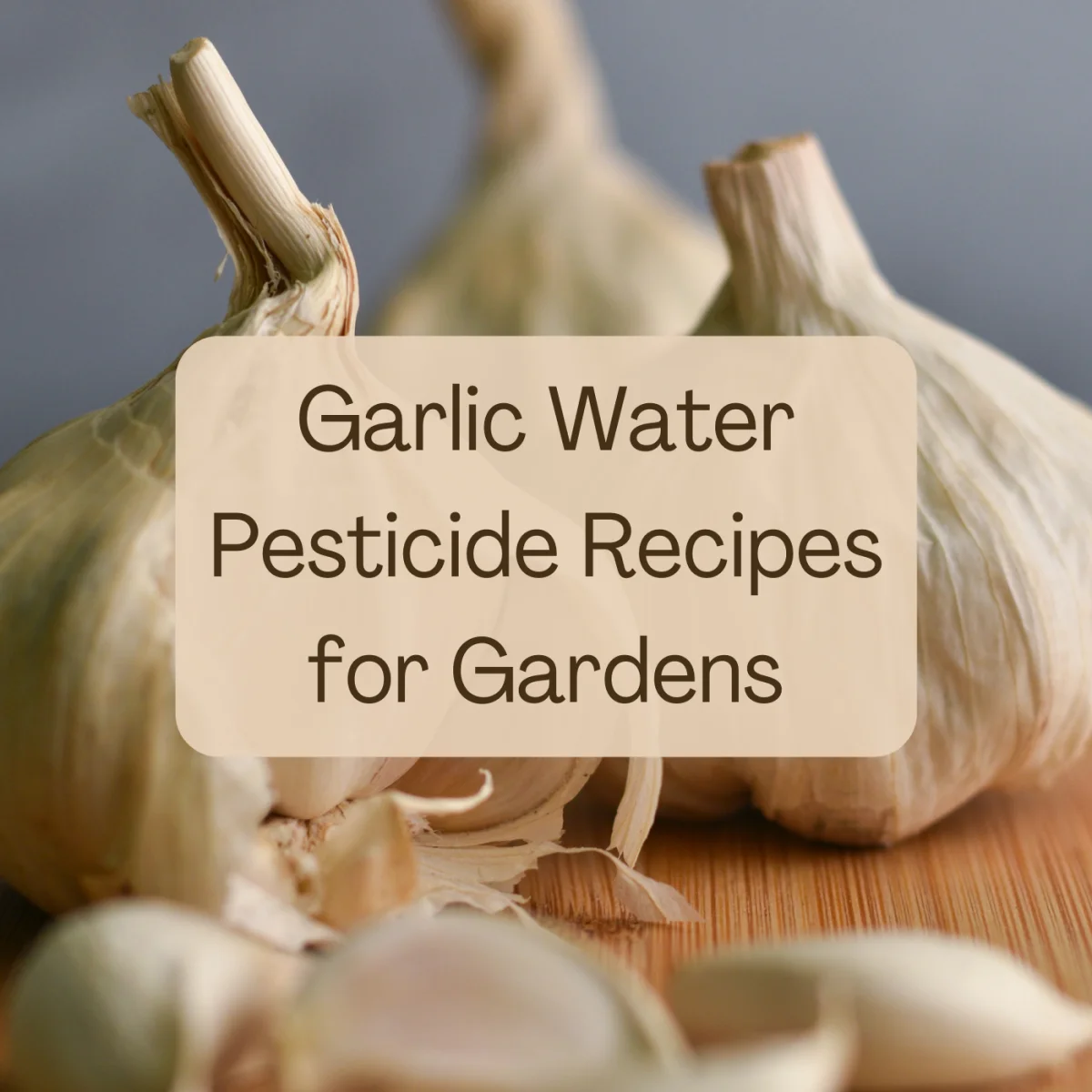 Garlic: An Eco-Friendly Pesticide for Effective Pest Repellent