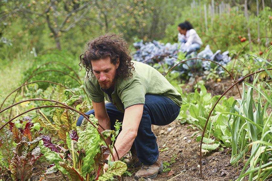 Homesteading: Achieving Self-Sufficiency Through Growing Your Own Crops Homesteading: Achieving Self-Sufficiency Through Growing Your Own Crops