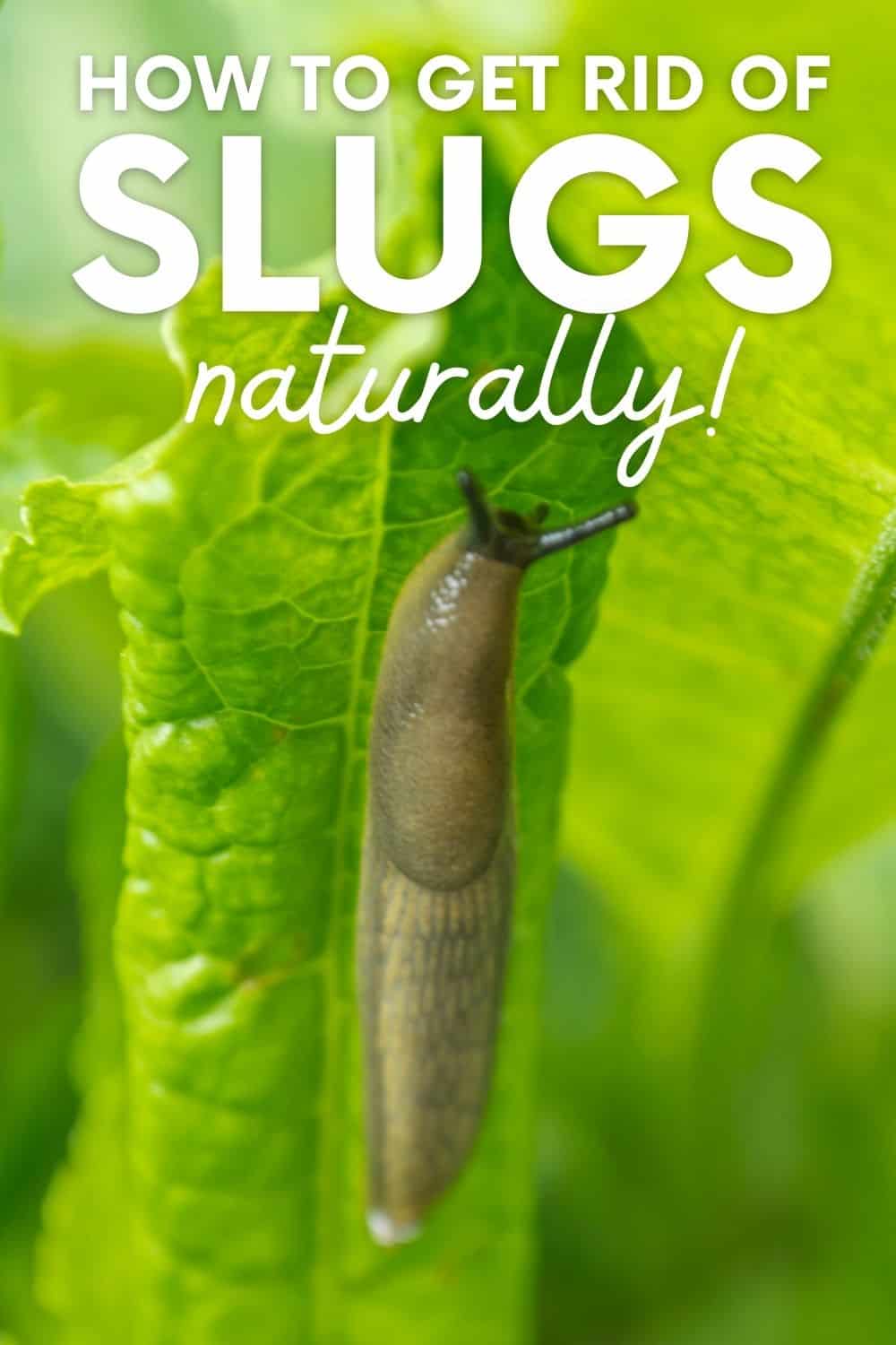 How to Prevent Slug Damage in Your Vegetable Garden How to Prevent Slug Damage in Your Vegetable Garden