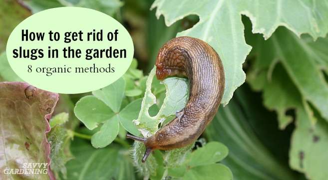 How to Prevent Slug Damage in Your Vegetable Garden How to Prevent Slug Damage in Your Vegetable Garden