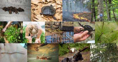 Living in New Hampshire: Location, Climate, and Wildlife