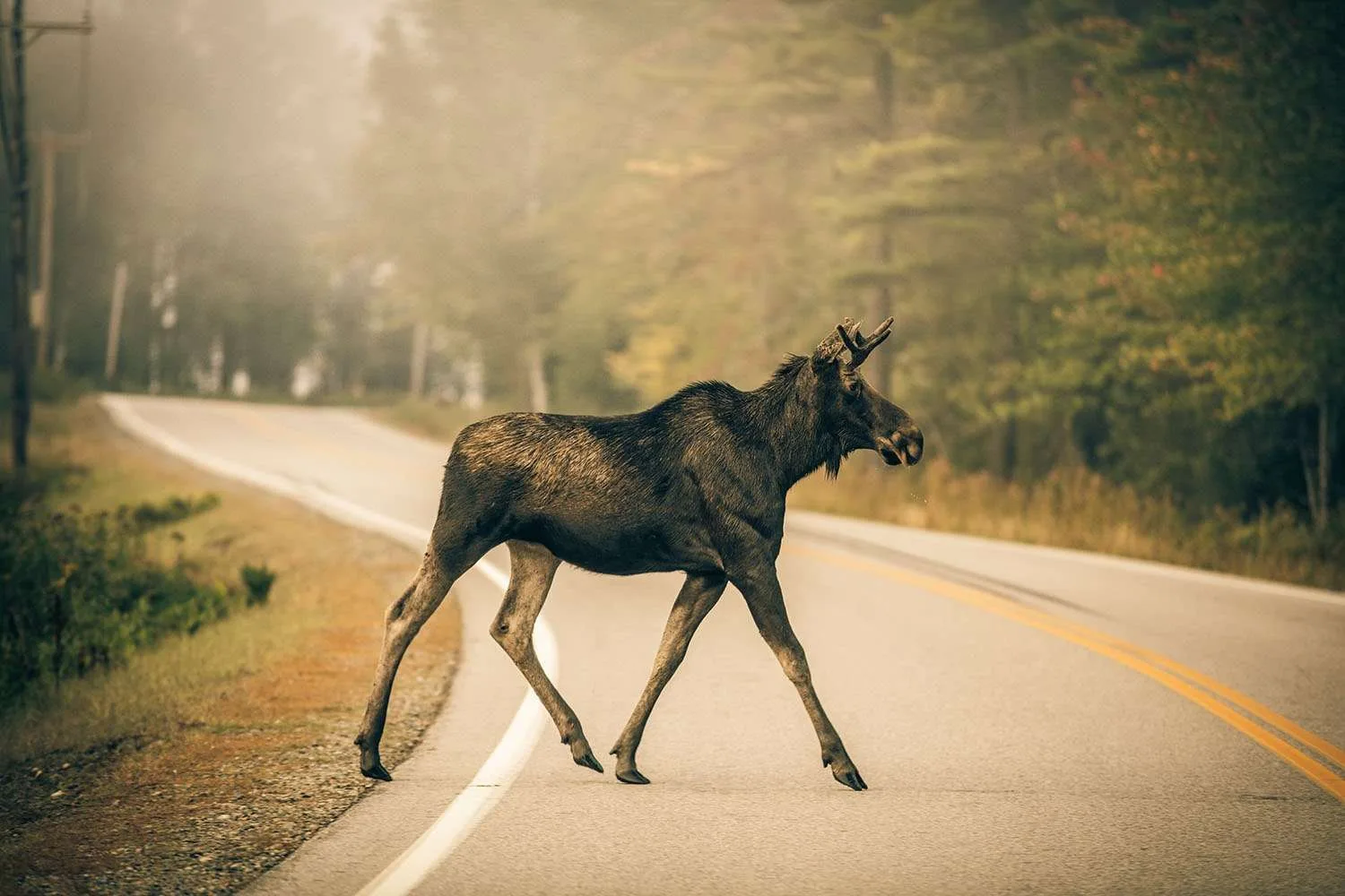 Living in New Hampshire: Location, Climate, and Wildlife