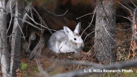 Living in New Hampshire: Location, Climate, and Wildlife Living in New Hampshire: Location, Climate, and Wildlife