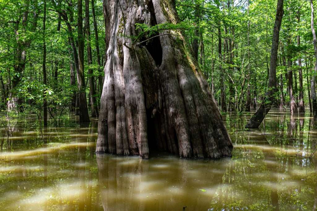 Living off-grid in rural Mississippi: Cheap land and low expenses Living off-grid in rural Mississippi: Cheap land and low expenses