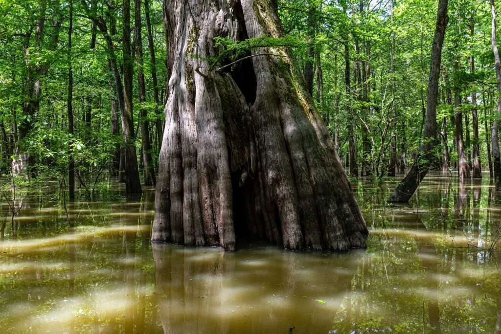 Living off-grid in rural Mississippi: Cheap land and low expenses Living off-grid in rural Mississippi: Cheap land and low expenses