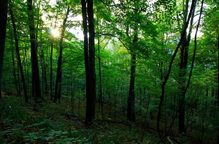 Living Off the Grid in Tennessee: Exploring the Best Counties Living Off the Grid in Tennessee: Exploring the Best Counties