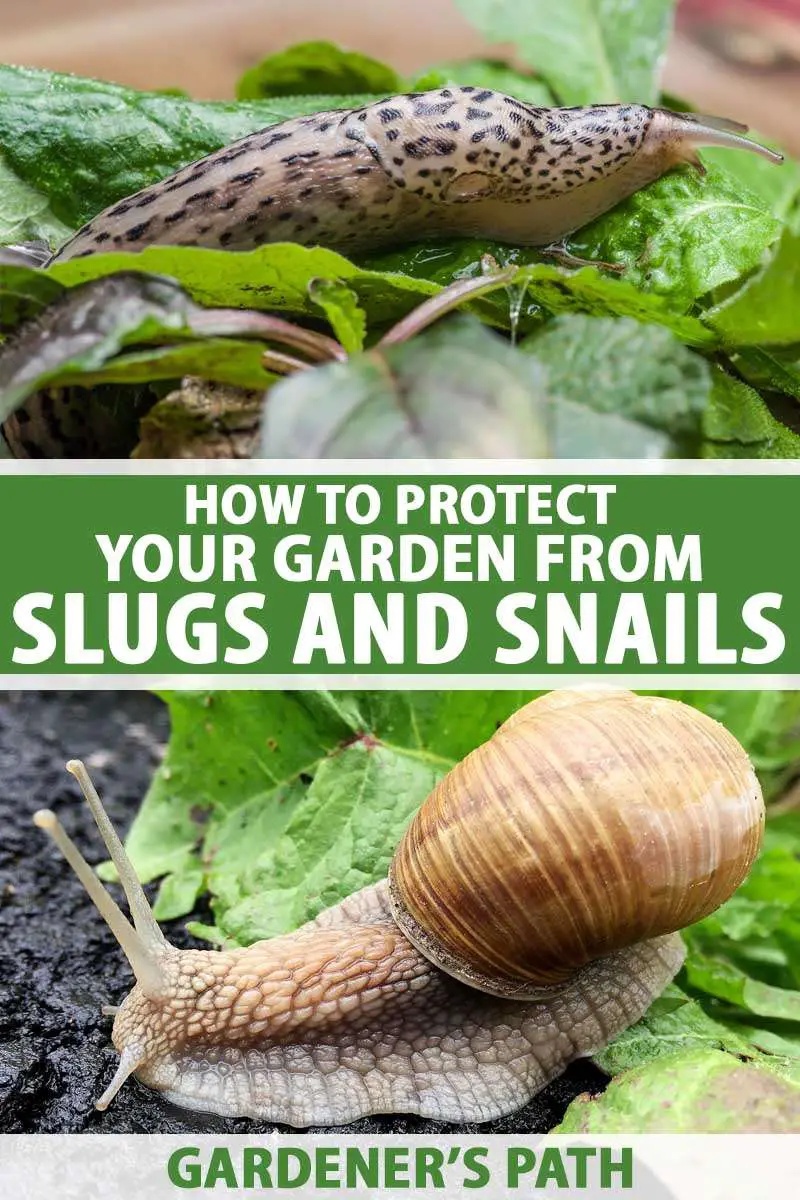 Making garlic spray to repel insects, slugs, snails, and moles in your ...