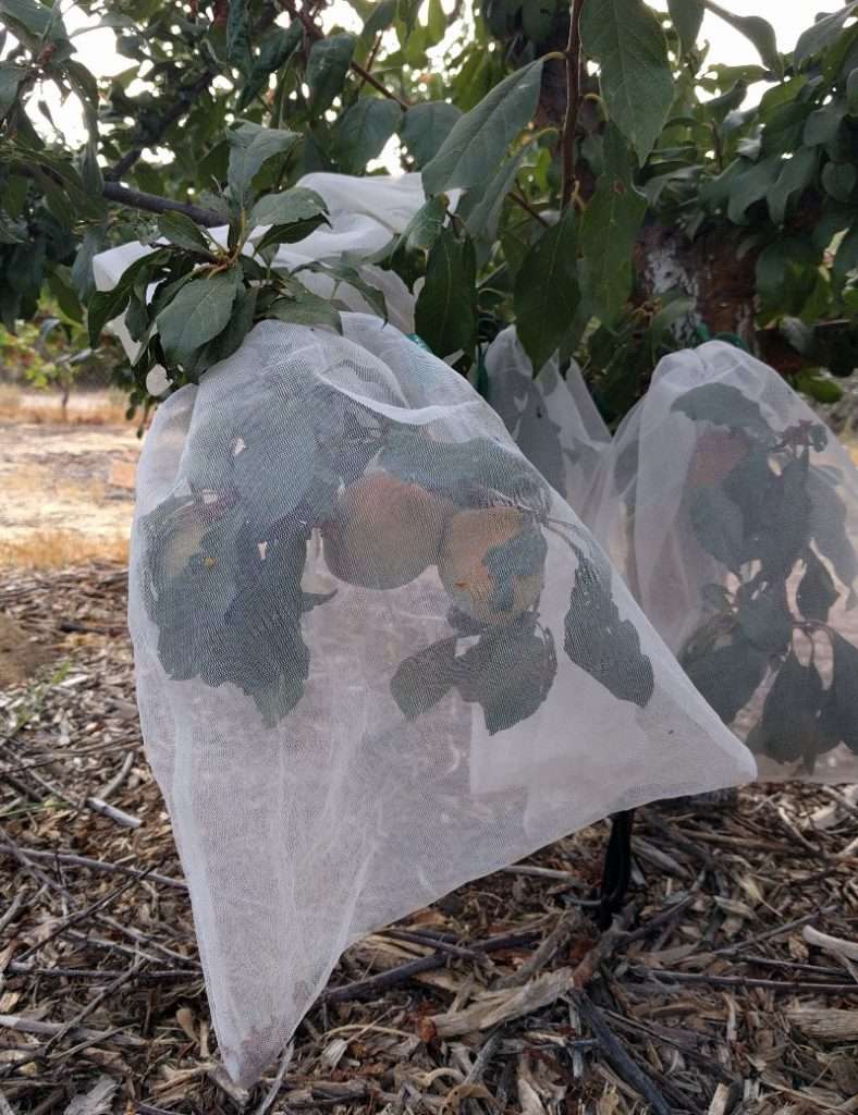Methods to Protect Cherry Trees from Birds Methods to Protect Cherry Trees from Birds
