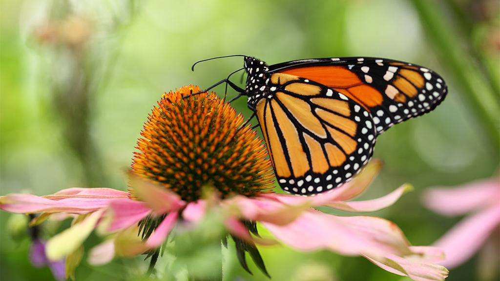 Monarch butterflies: The Perfect Pollinators for Your Garden