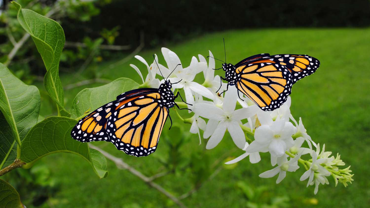Monarch butterflies: The Perfect Pollinators for Your Garden