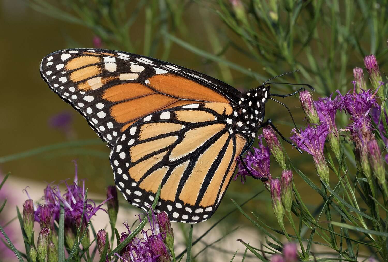Monarch butterflies: The Perfect Pollinators for Your Garden