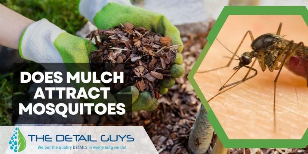 Mulch is beneficial for plants, but it also attracts bugs. Mulch is beneficial for plants, but it also attracts bugs.