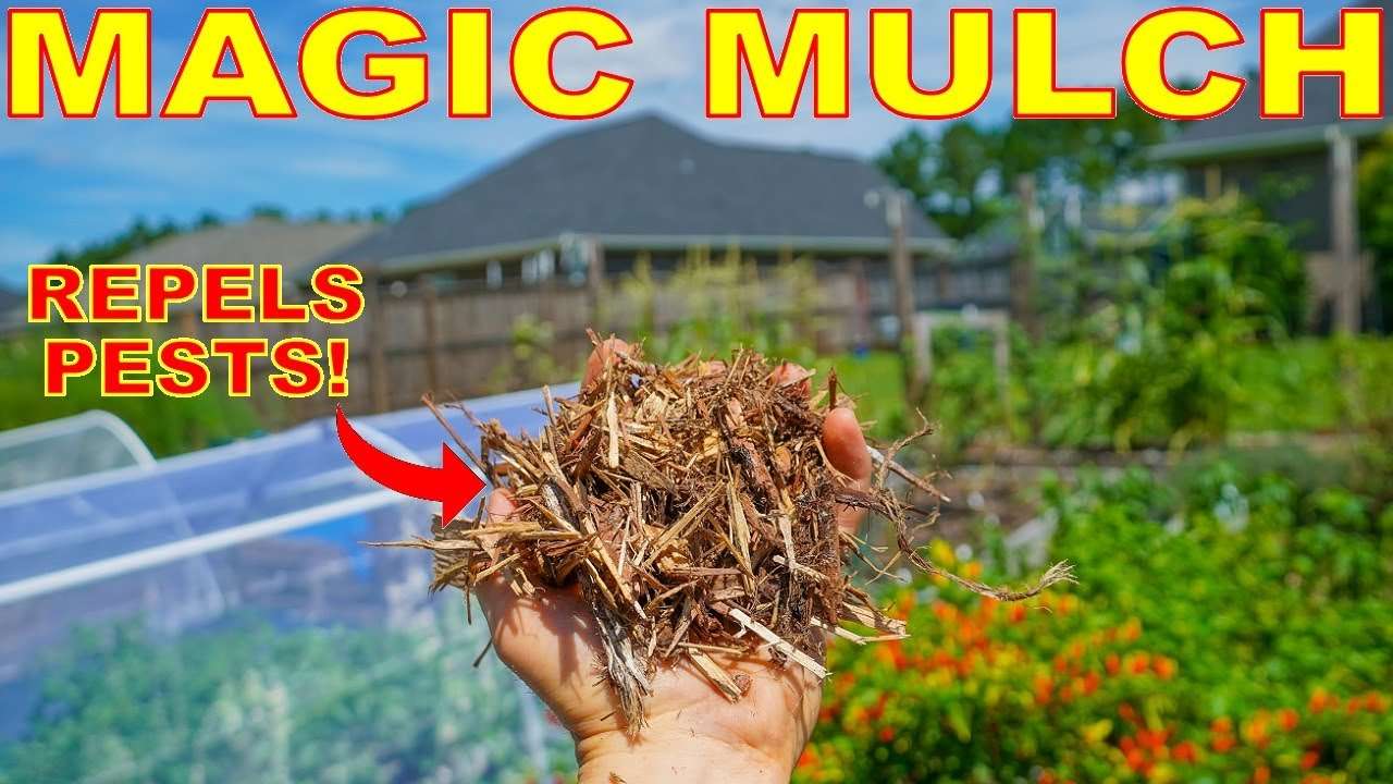 Mulch is beneficial for plants, but it also attracts bugs. Mulch is beneficial for plants, but it also attracts bugs.