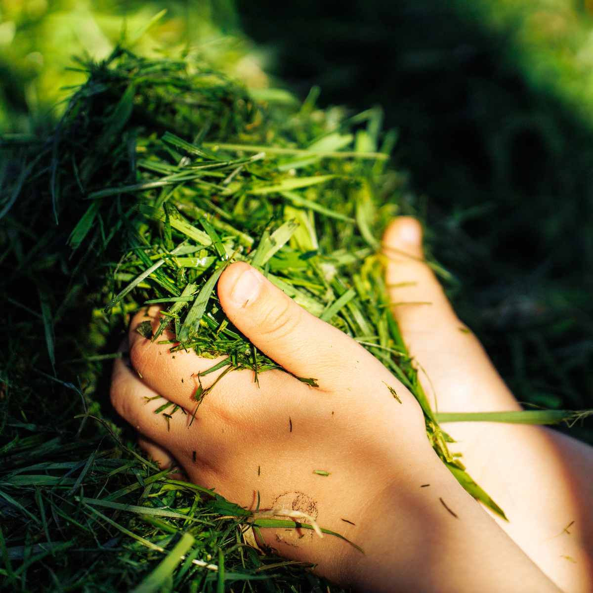 Mulching with grass clippings: A natural way to nourish and protect your plants Mulching with grass clippings: A natural way to nourish and protect your plants
